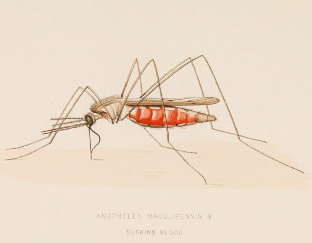 Color anatomical drawing of a mosquito