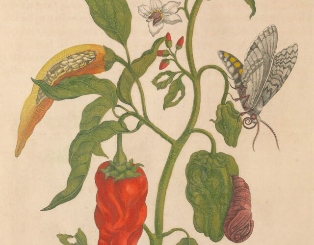 Old botanical illustration of moths and chili peppers growing on plant