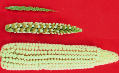 Three different kinds of corn on a red background.